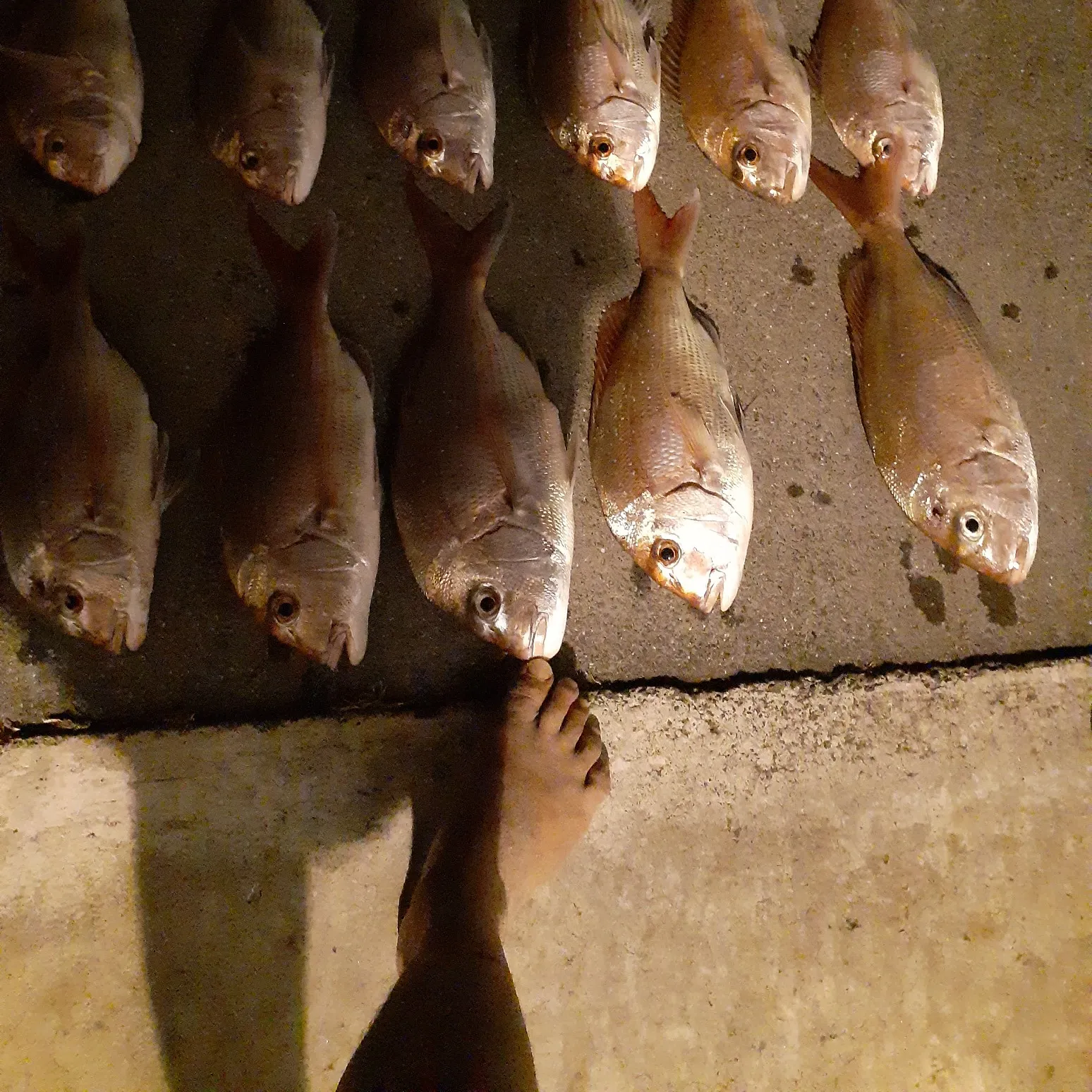 recently logged catches