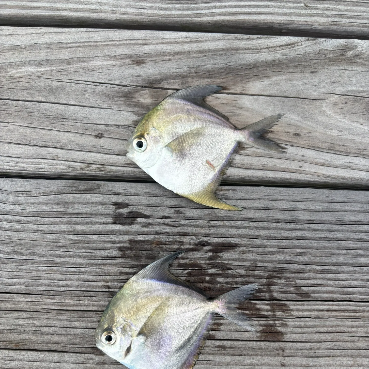 American harvestfish caught on Fishbrain