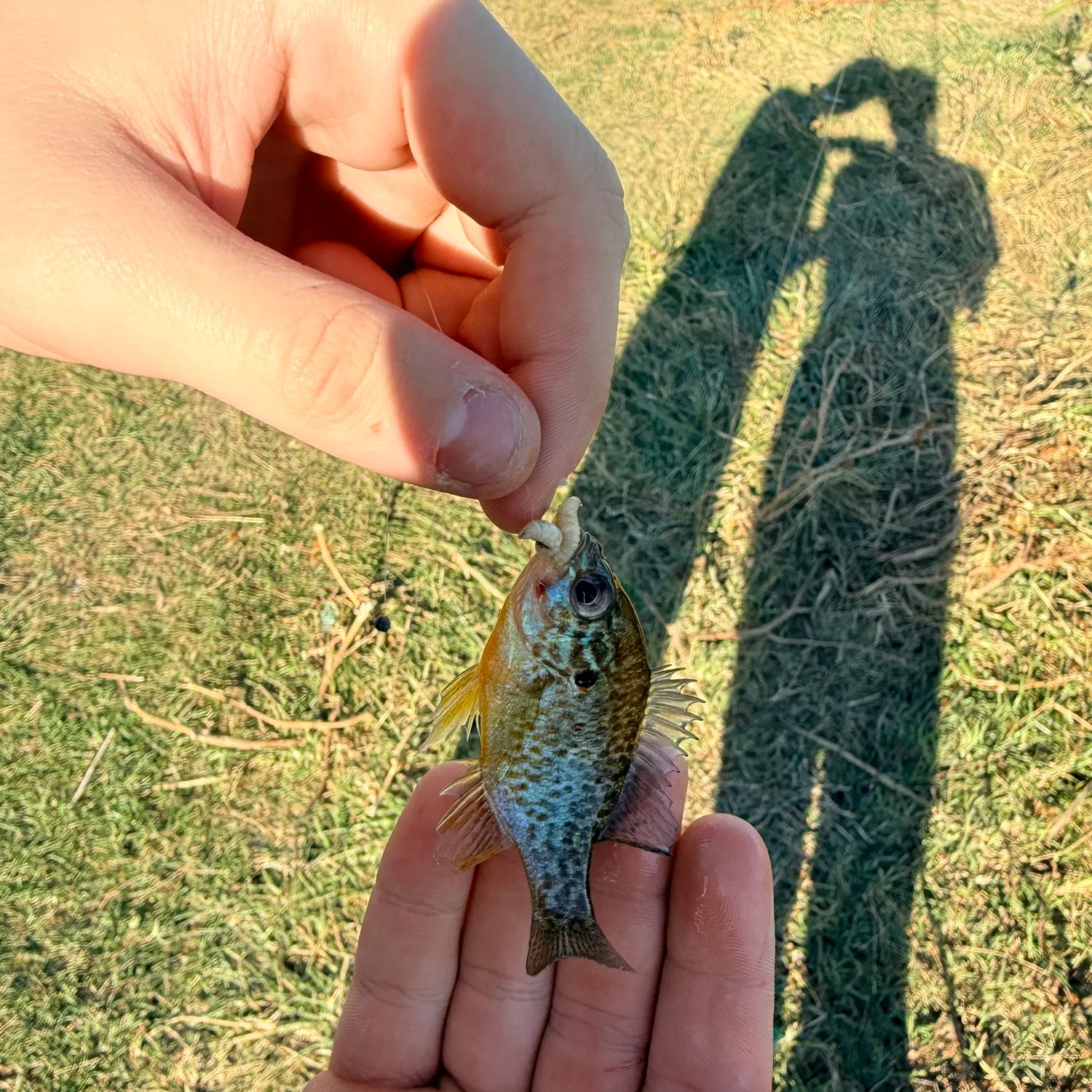Pumpkinseed caught on Fishbrain