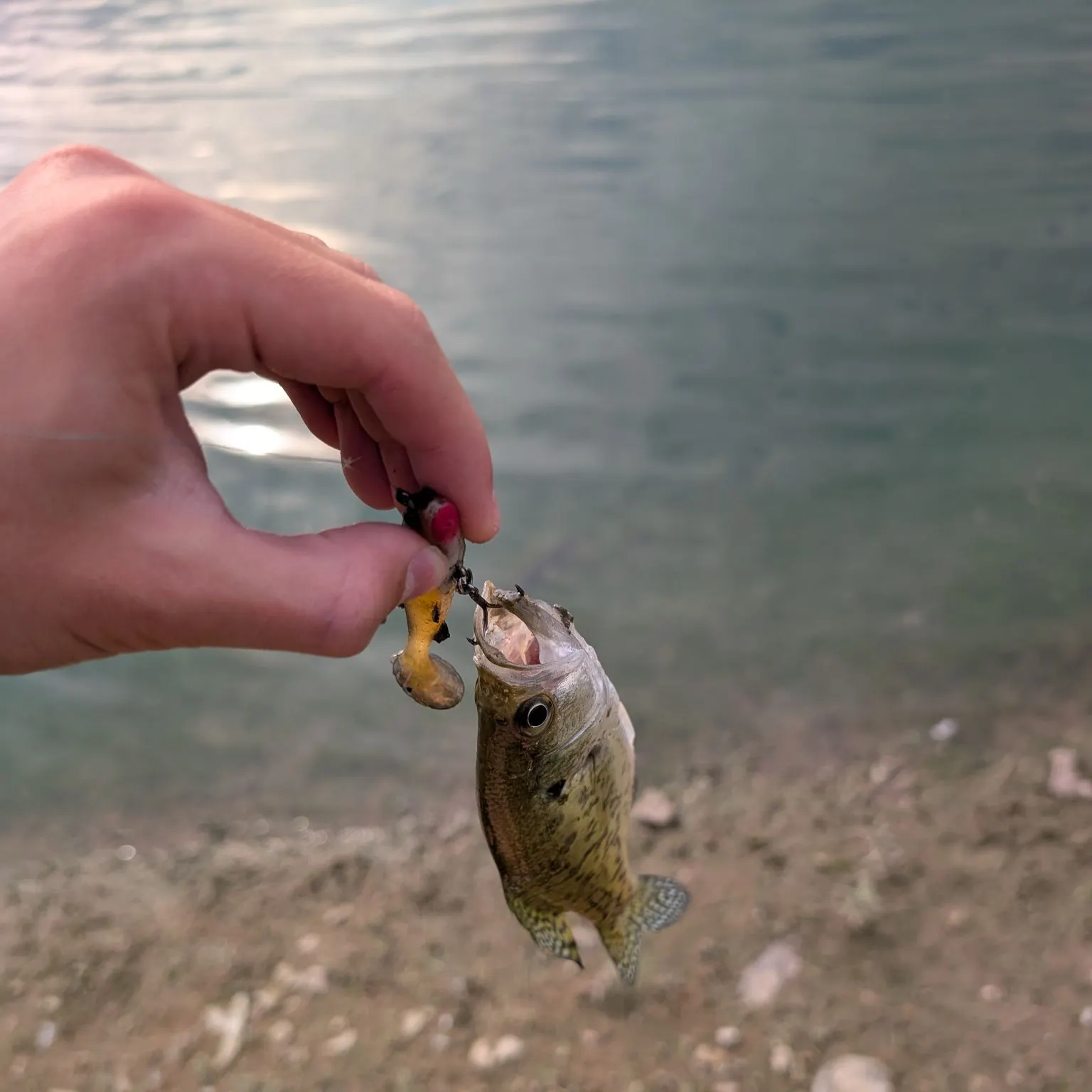 Black crappie caught on Fishbrain