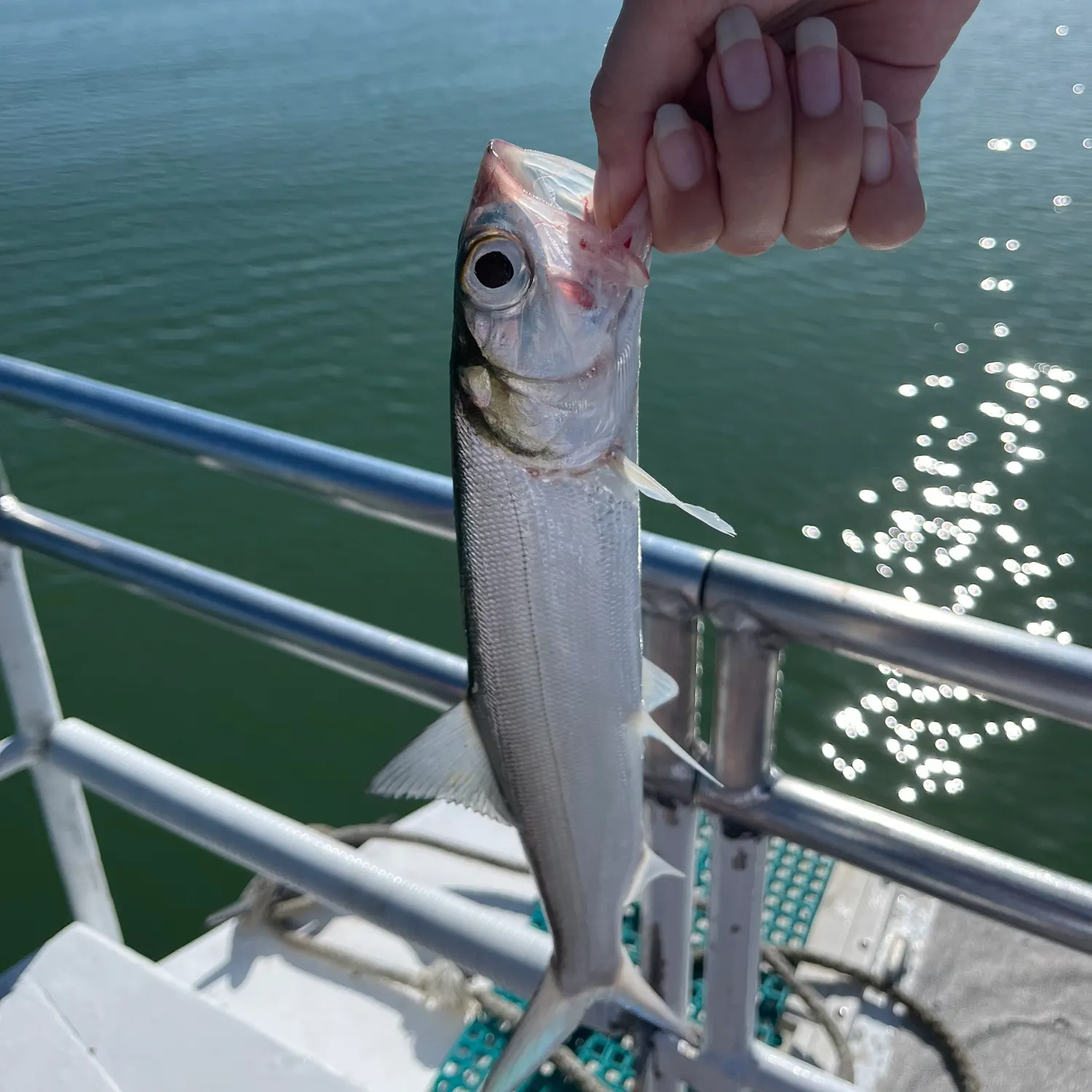 The most recent Ladyfish catches on Fishbrain