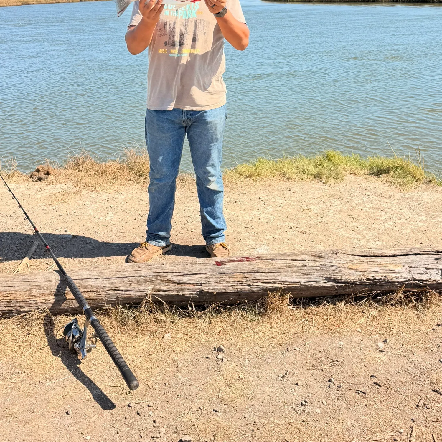 Striped bass caught on Fishbrain