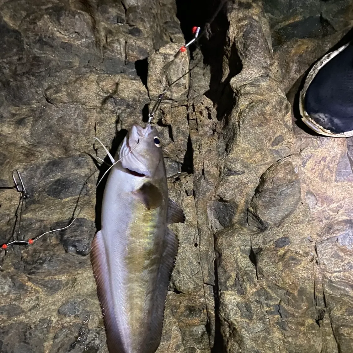 The most recent Red codling catches on Fishbrain