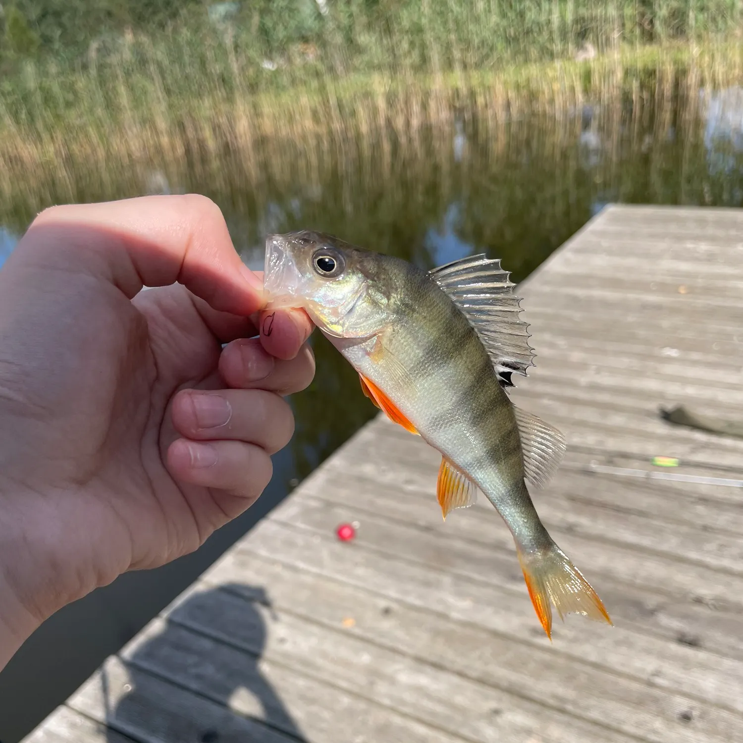 European perch caught on Fishbrain