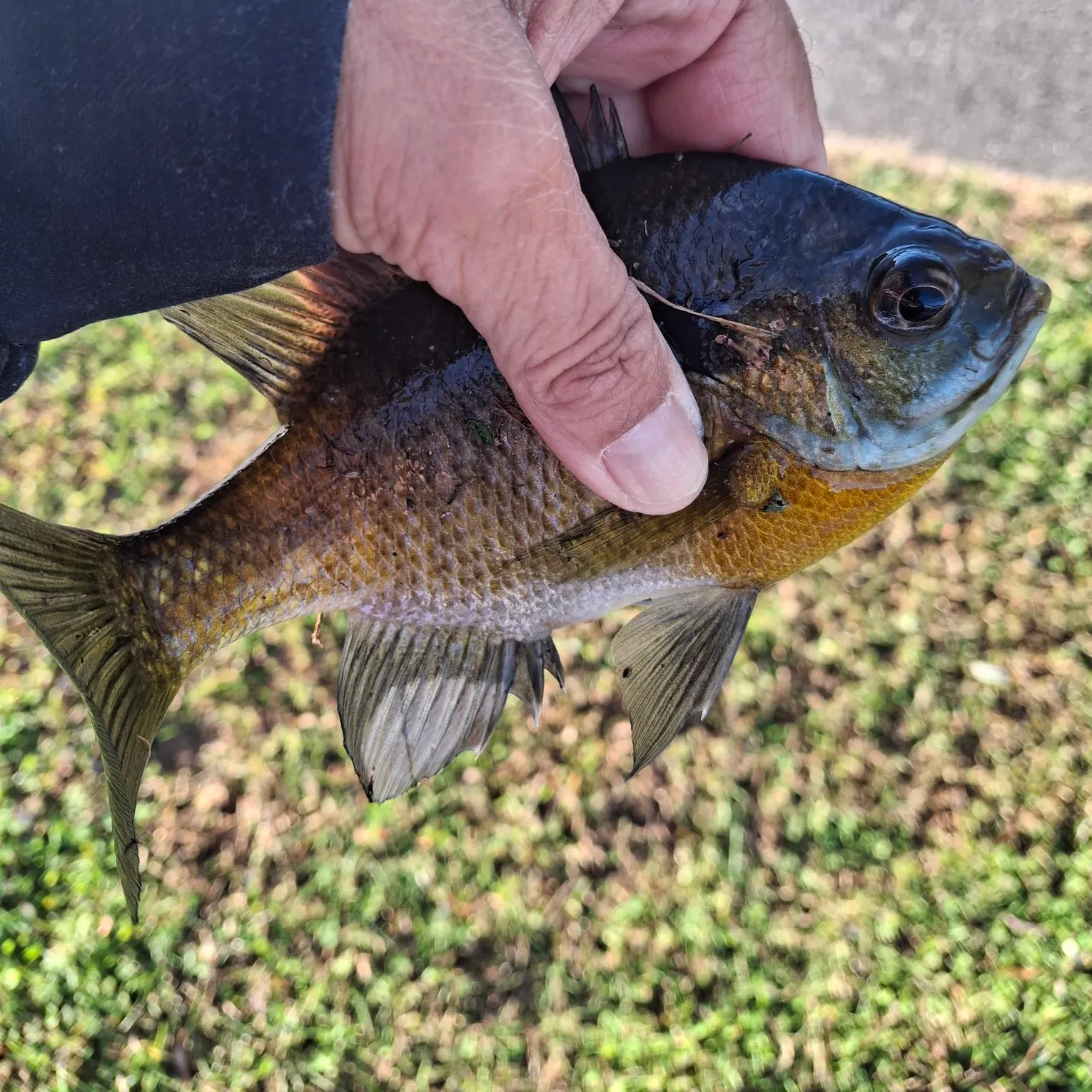 Bluegill caught on Fishbrain
