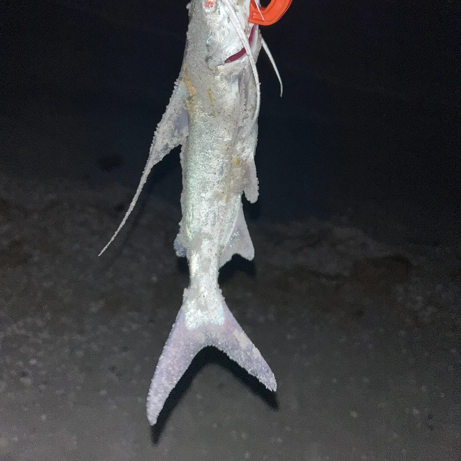 The most recent Gafftopsail sea catfish catches on Fishbrain