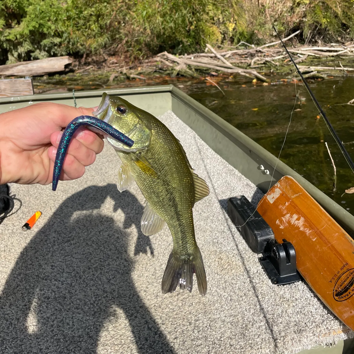 Largemouth bass caught on Fishbrain