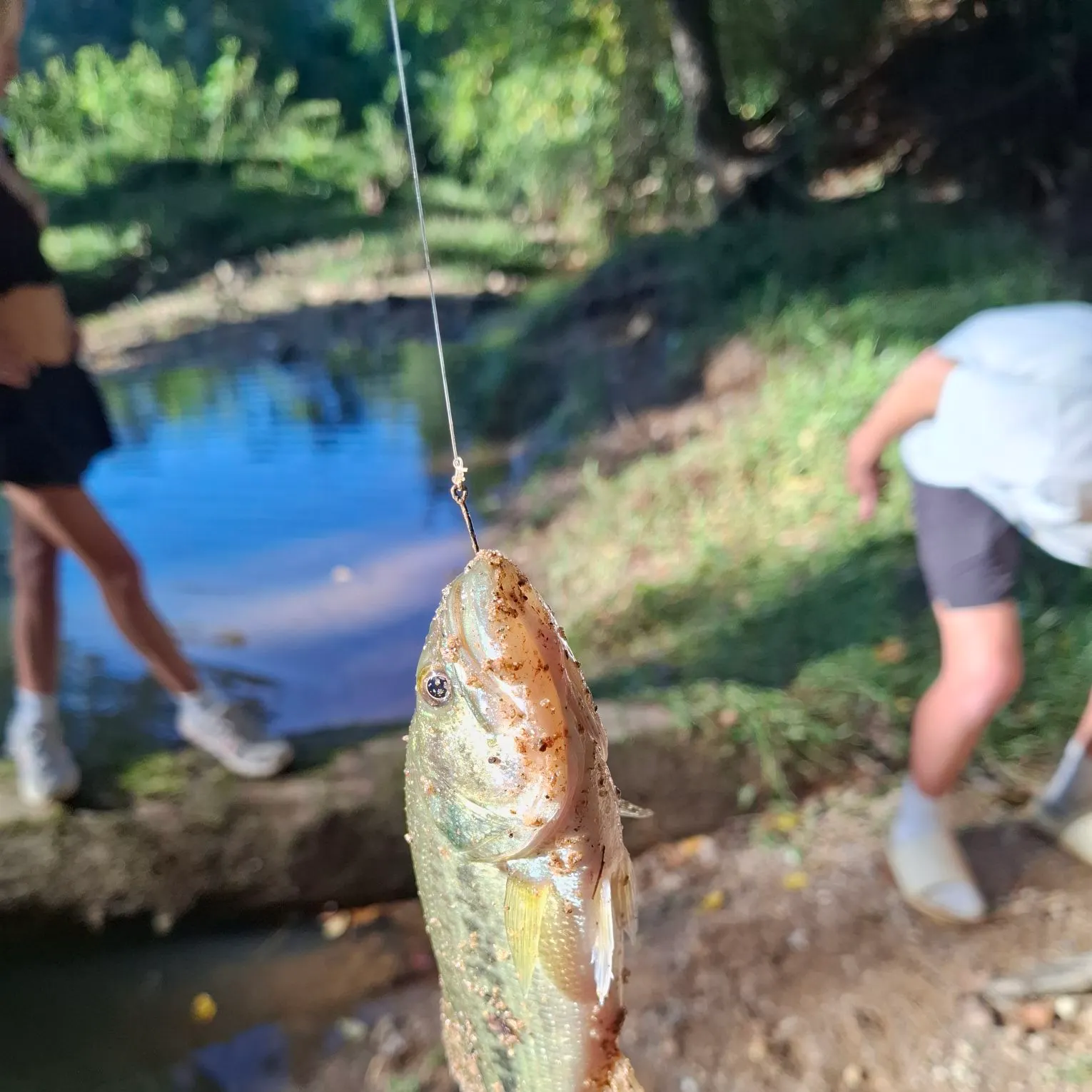Smallmouth bass caught on Fishbrain
