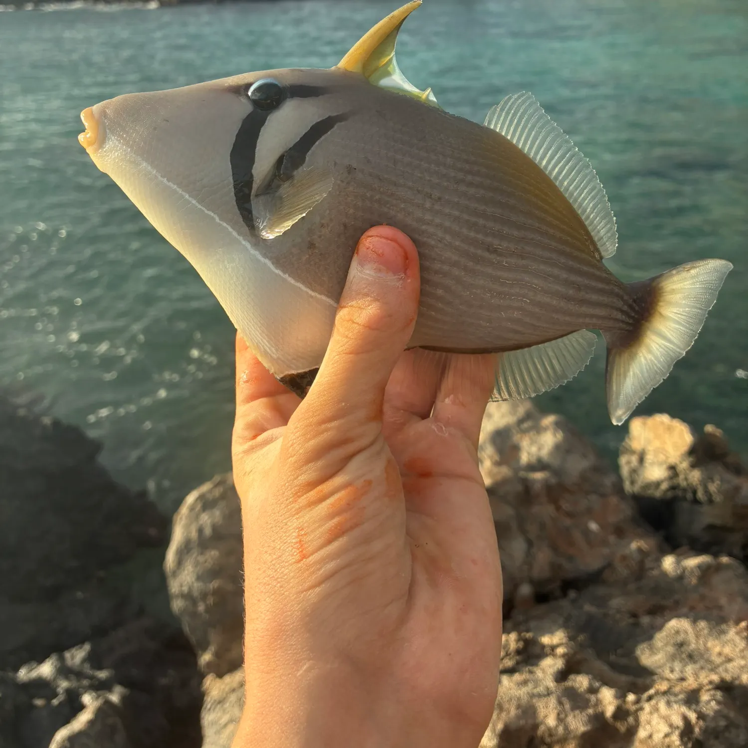 The most recent Pinktail triggerfish catches on Fishbrain