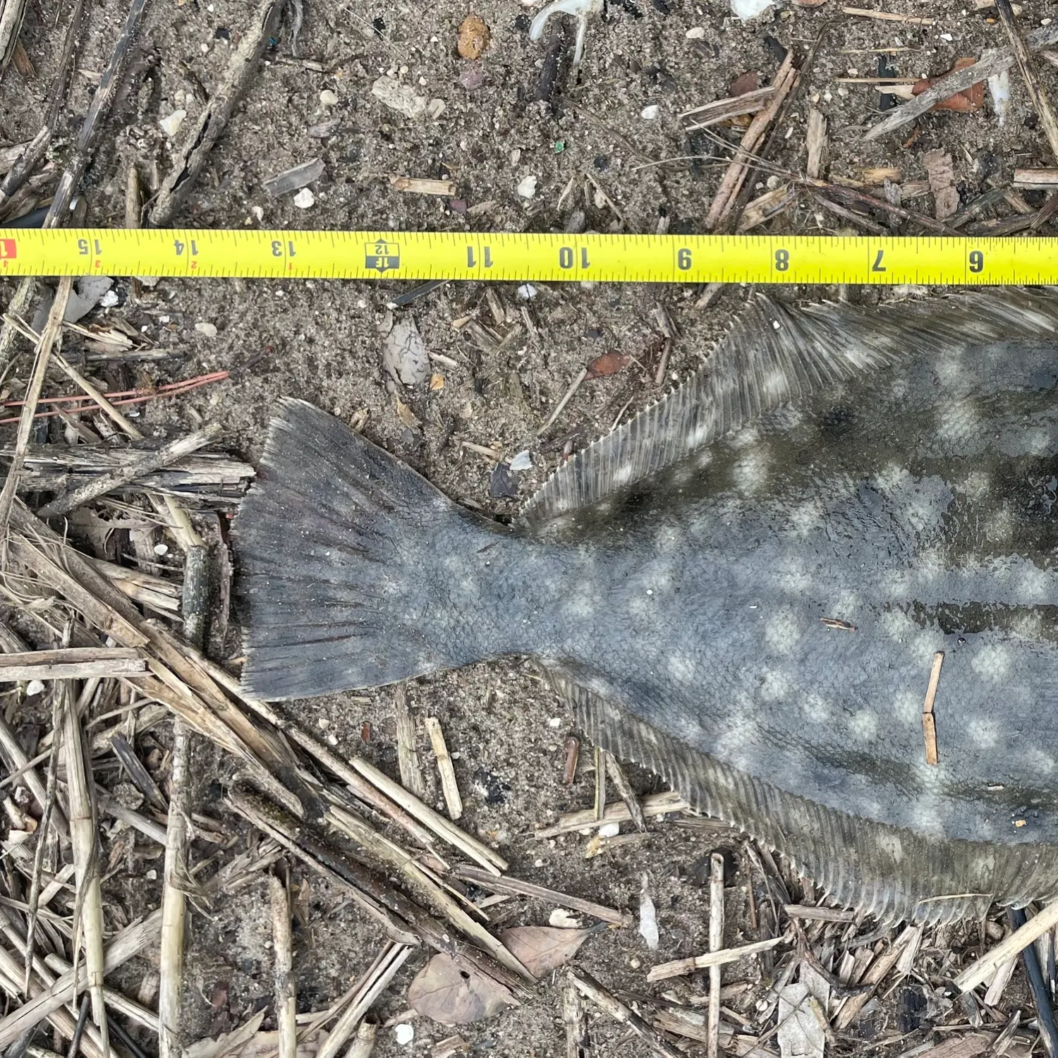 The most recent Summer flounder catches on Fishbrain