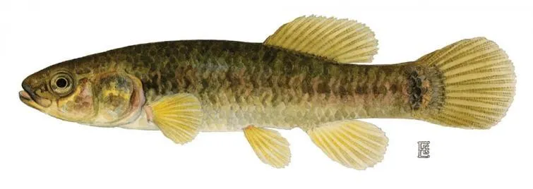 Baitfish