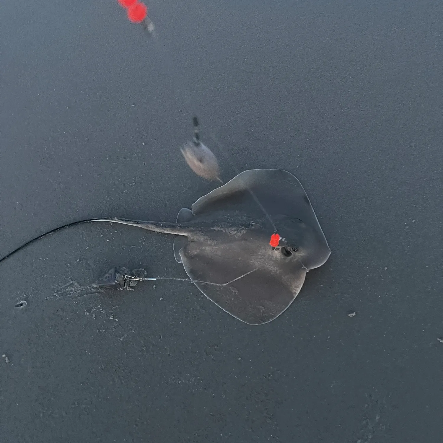 Atlantic stingray caught on Fishbrain