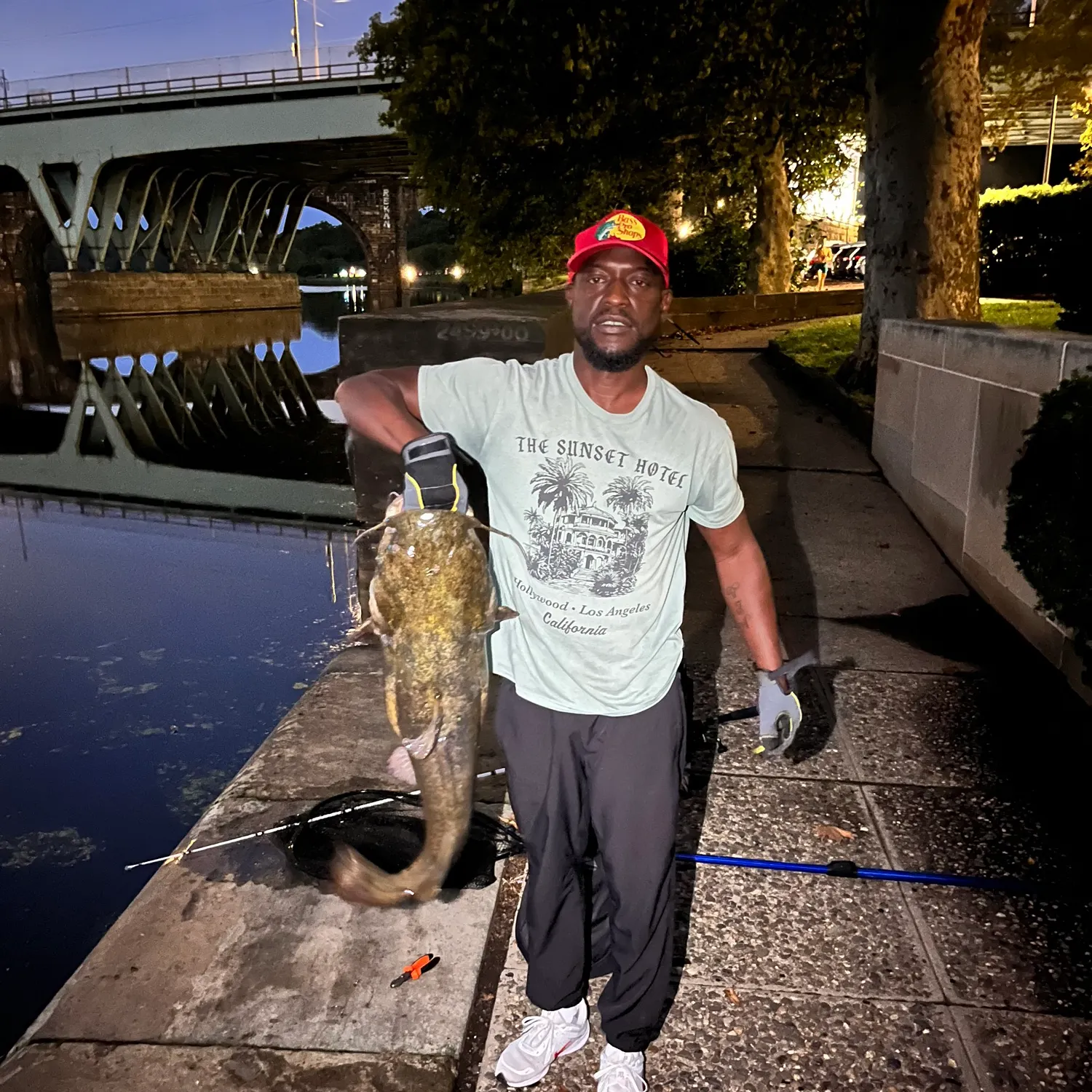 Flathead catfish caught on Fishbrain