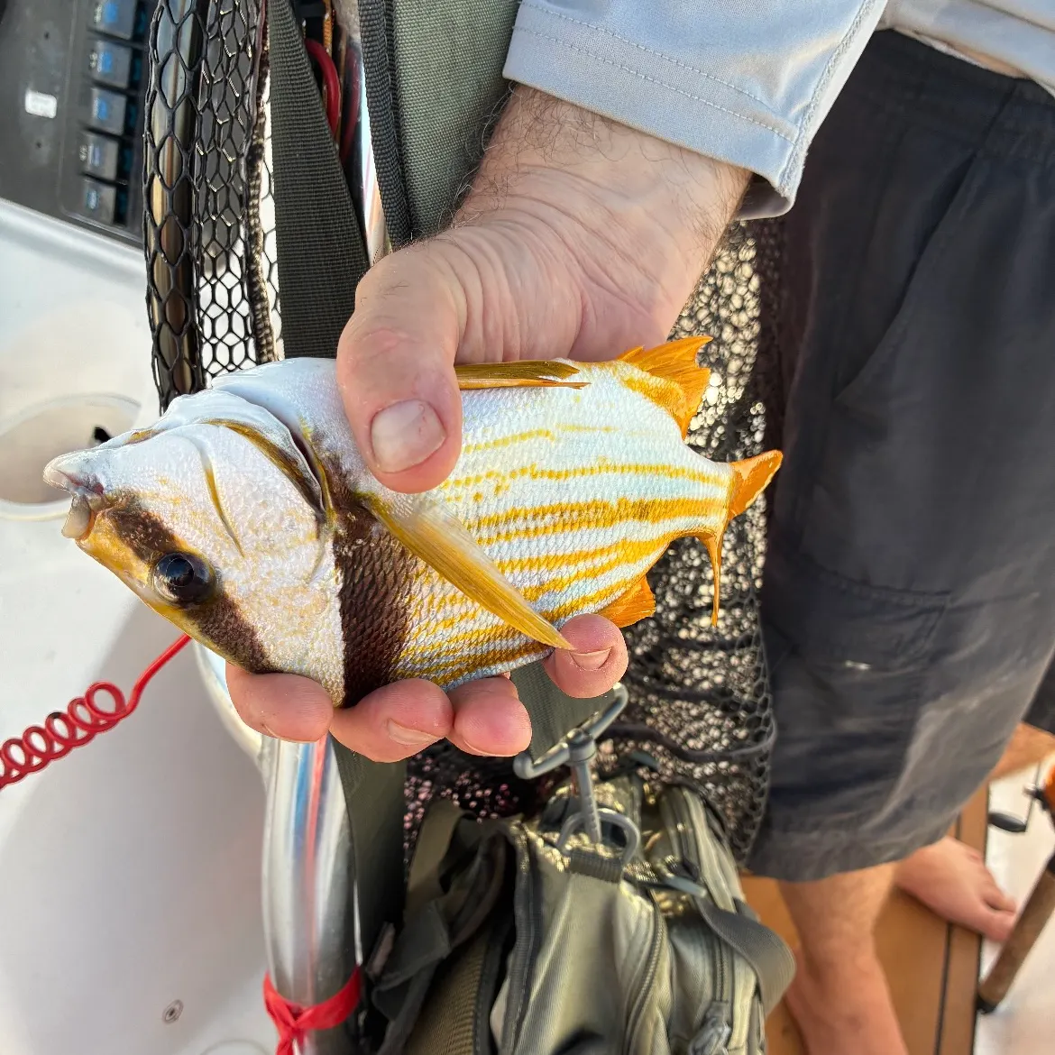 The most recent Atlantic porkfish catches on Fishbrain