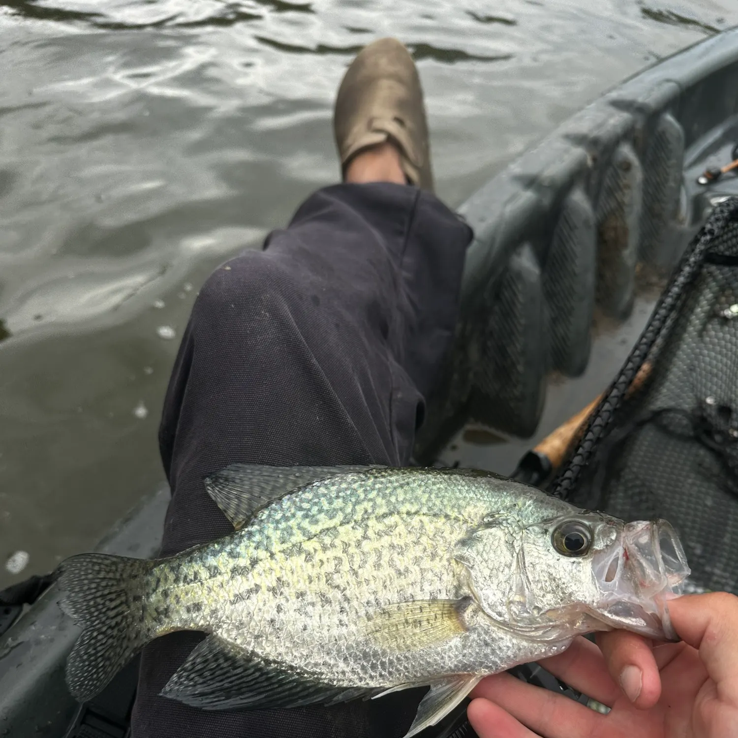 White crappie caught on Fishbrain