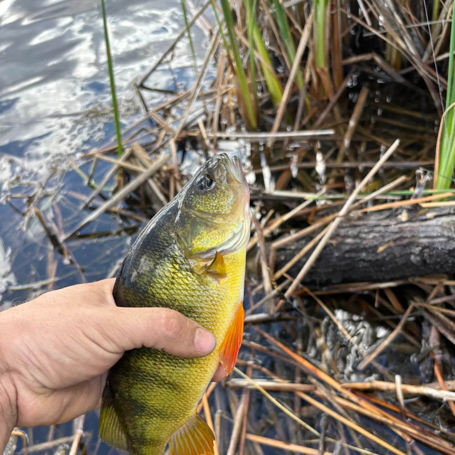 Yellow perch caught on Fishbrain