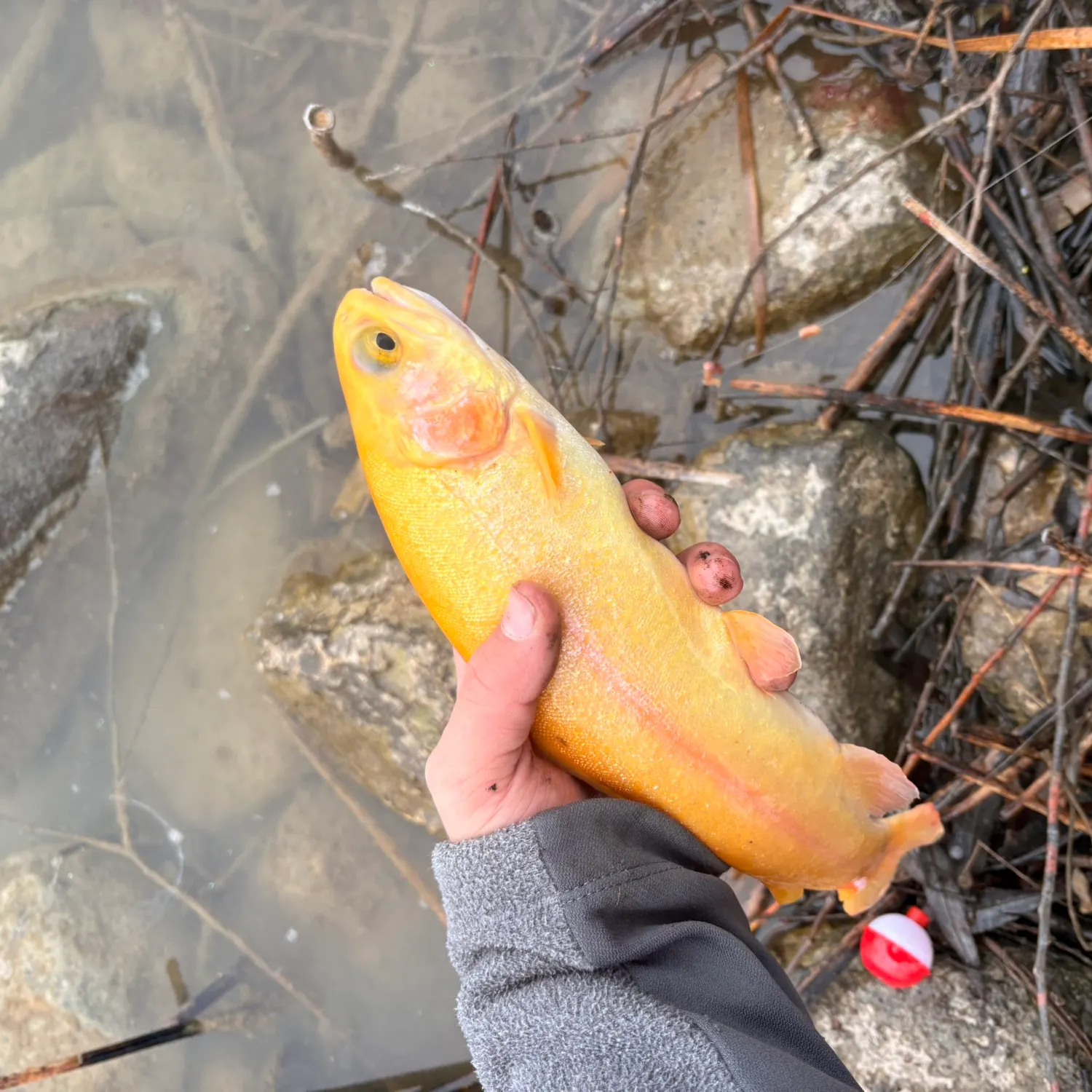 The most recent Golden rainbow trout catches on Fishbrain