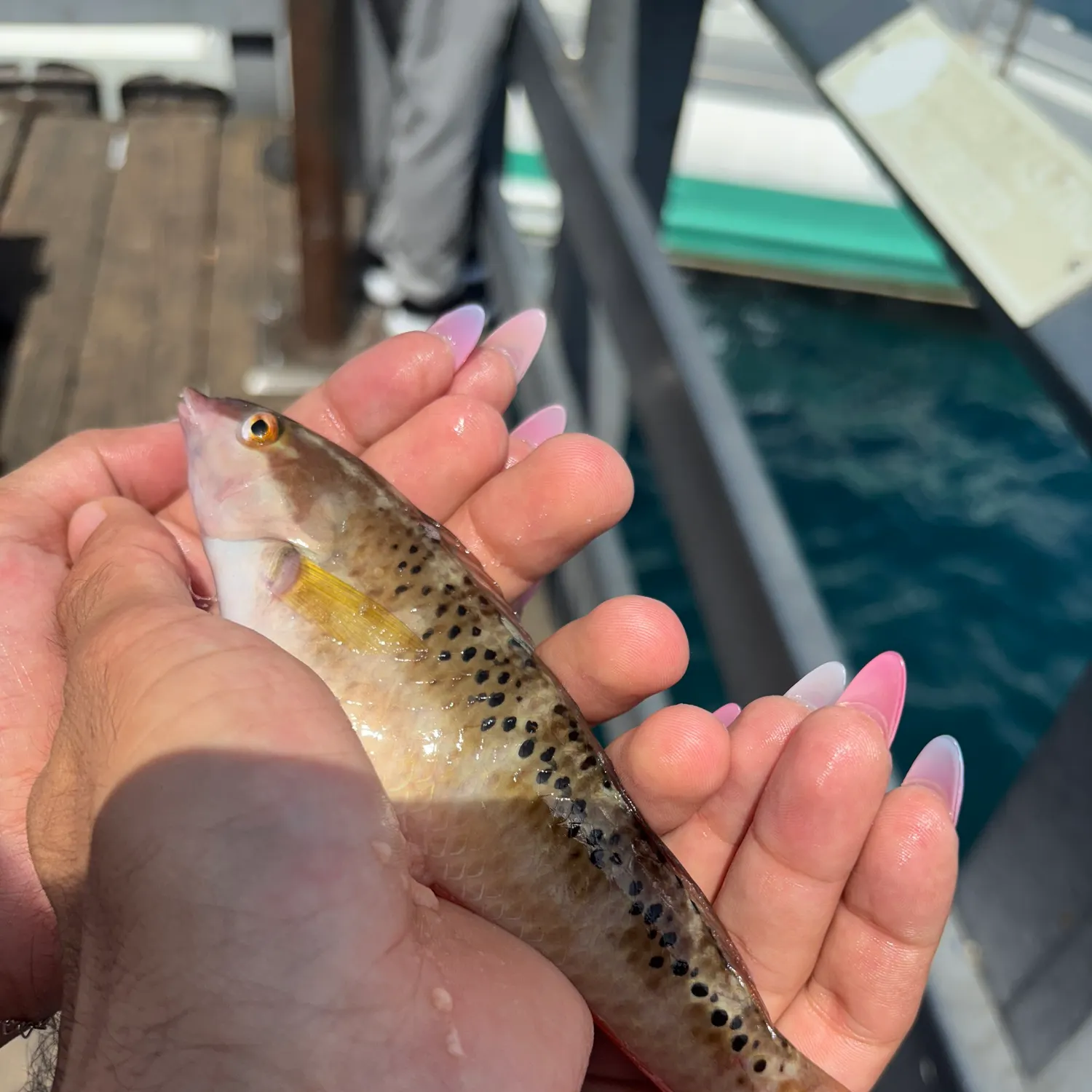 Rock wrasse caught on Fishbrain