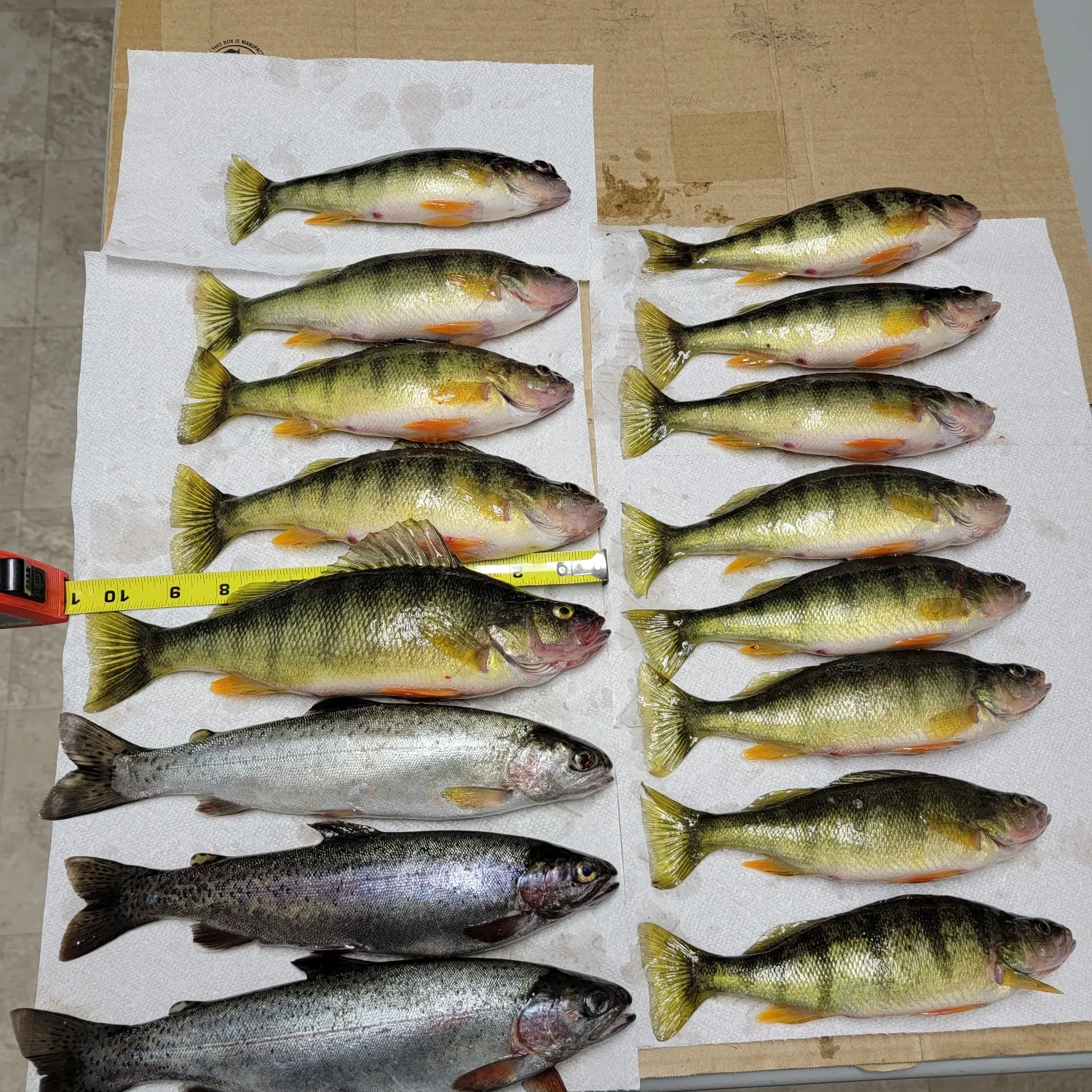 recently logged catches