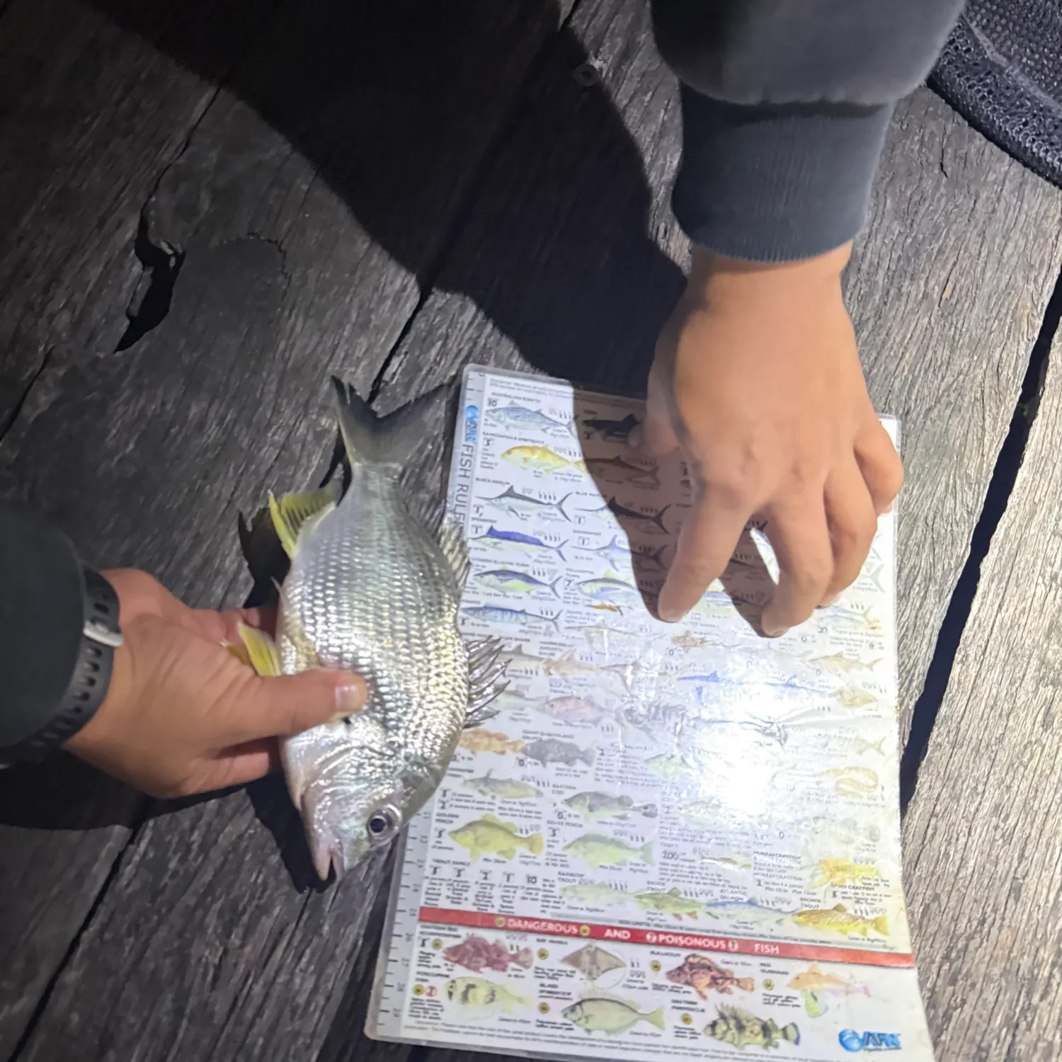 recently logged catches