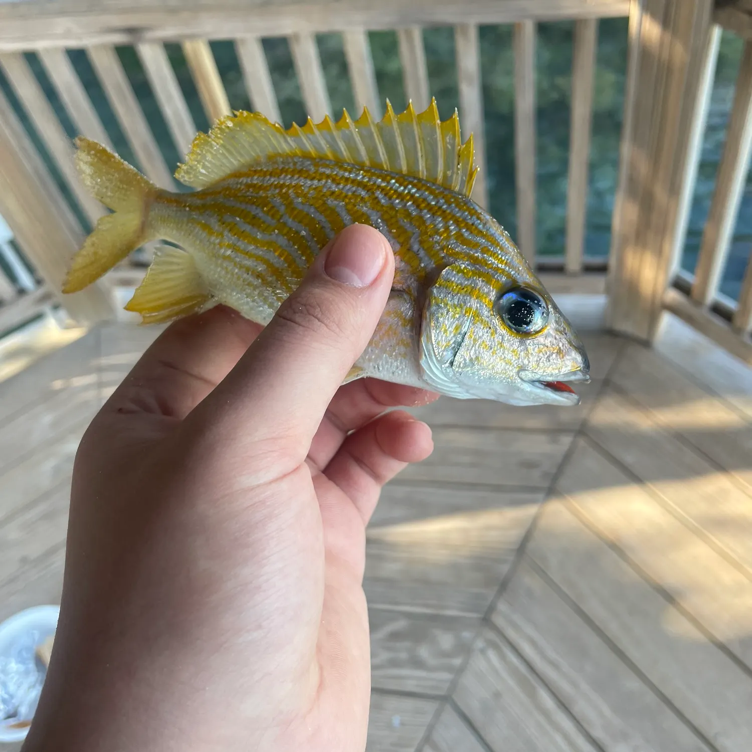 The most recent French grunt catches on Fishbrain