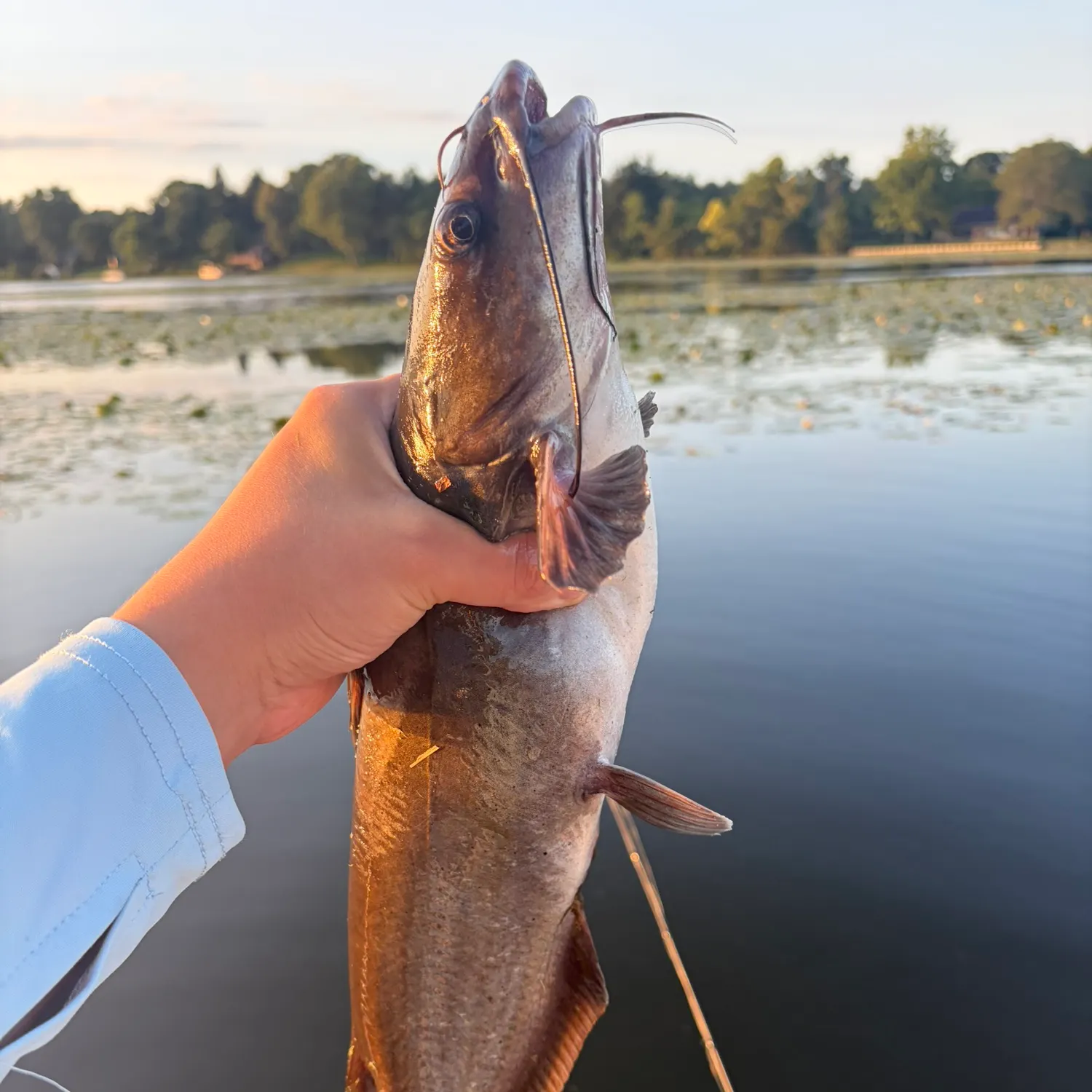 Channel catfish caught on Fishbrain