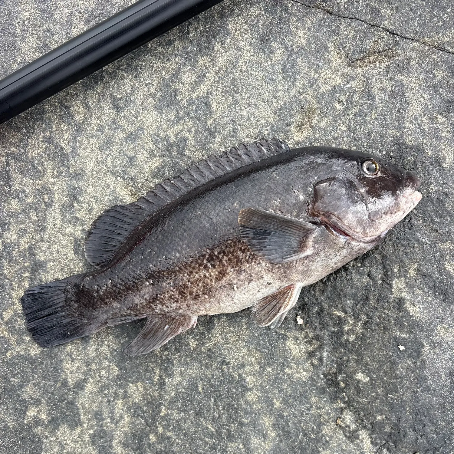 Tautog caught on Fishbrain