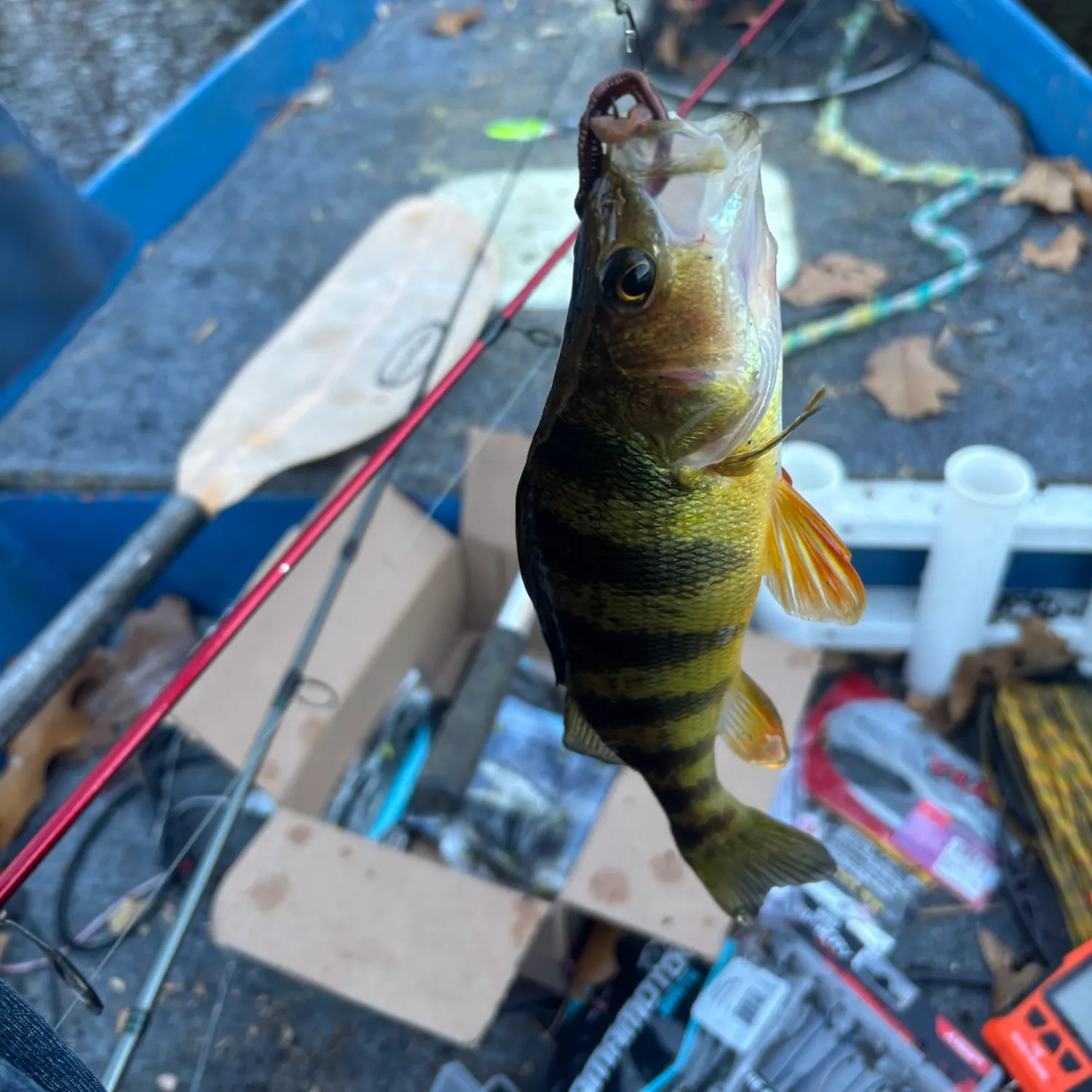 Yellow perch caught on Fishbrain