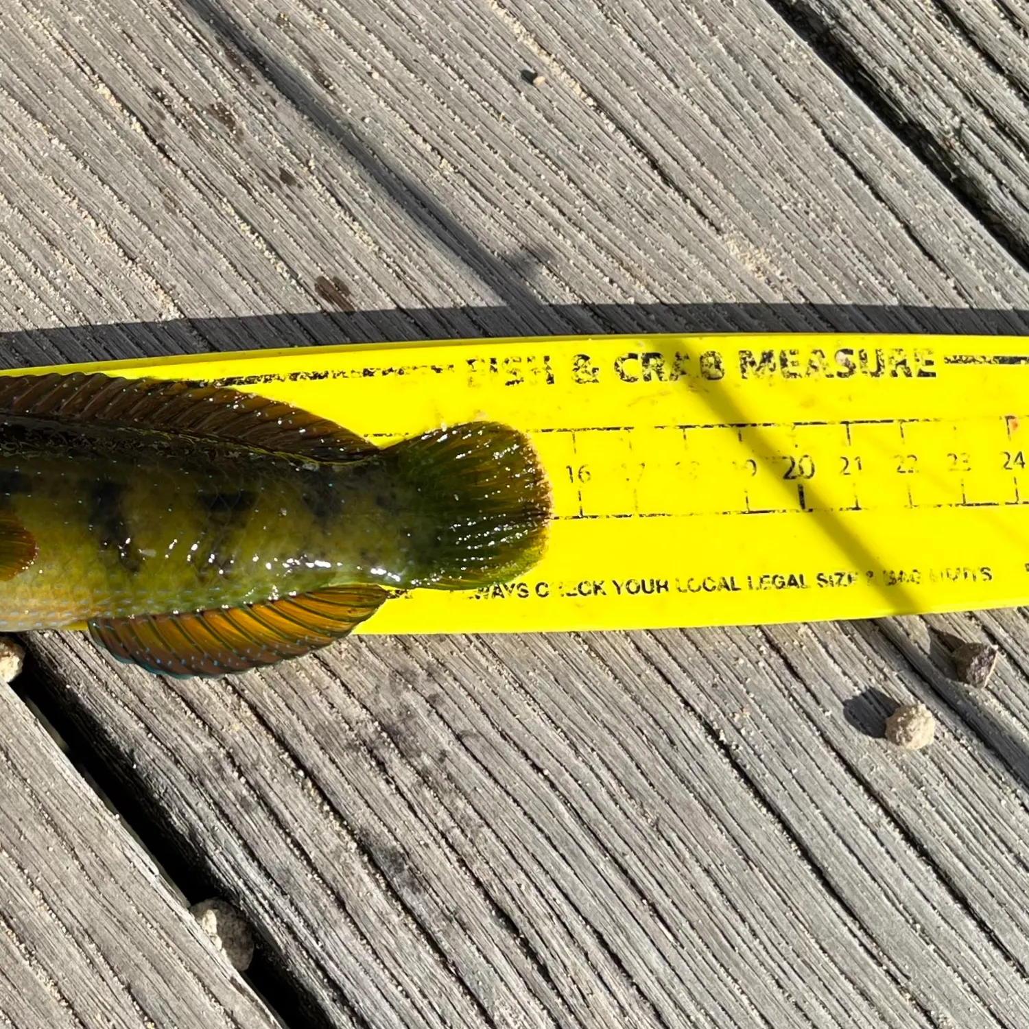 recently logged catches