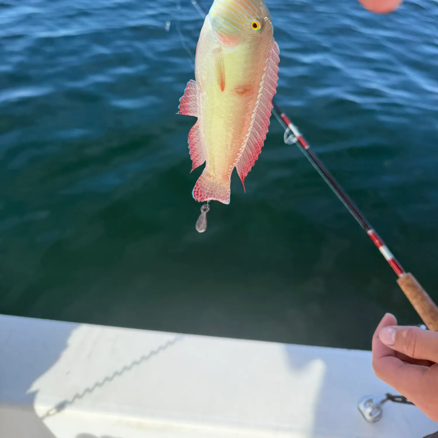 The most recent Mediterranean rainbow wrasse catches on Fishbrain
