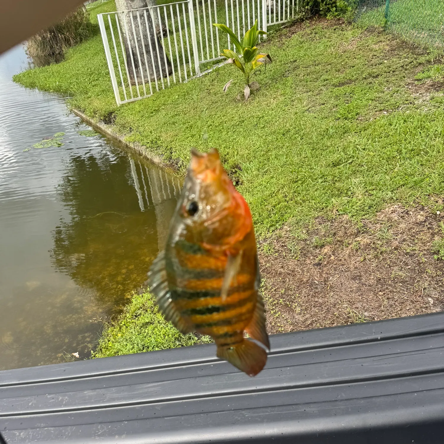 Mayan cichlid caught on Fishbrain
