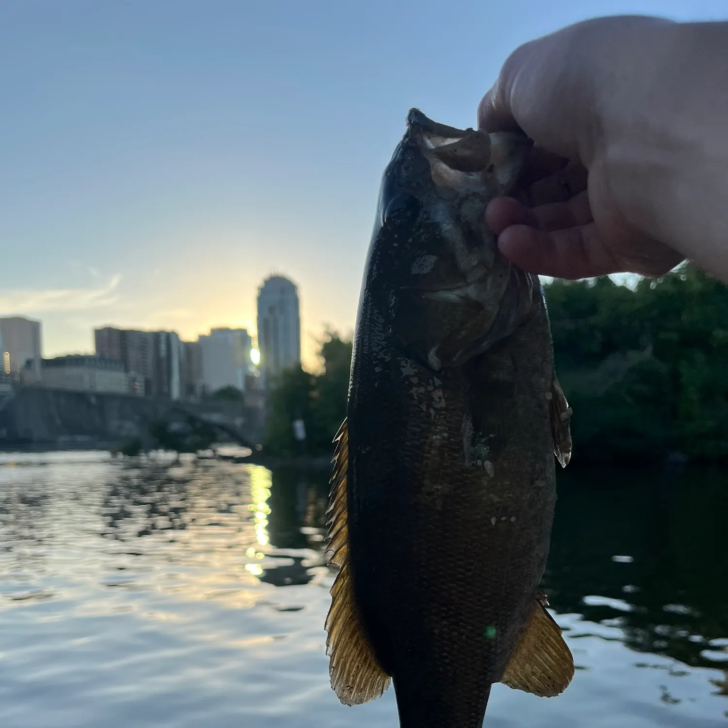 Smallmouth bass caught on Fishbrain