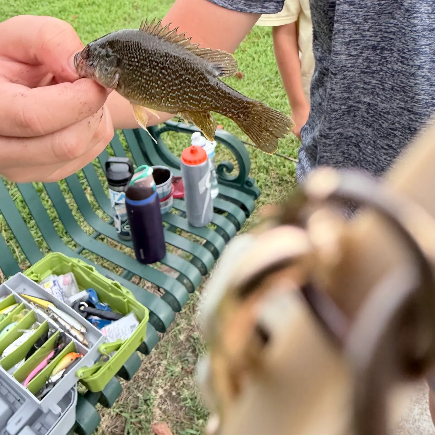 Green sunfish caught on Fishbrain