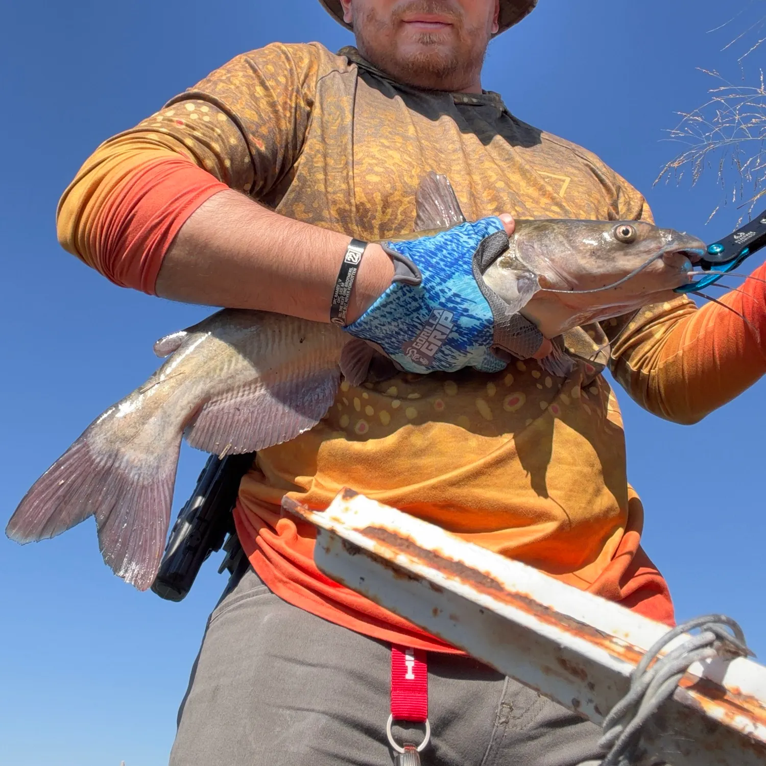 Channel catfish caught on Fishbrain