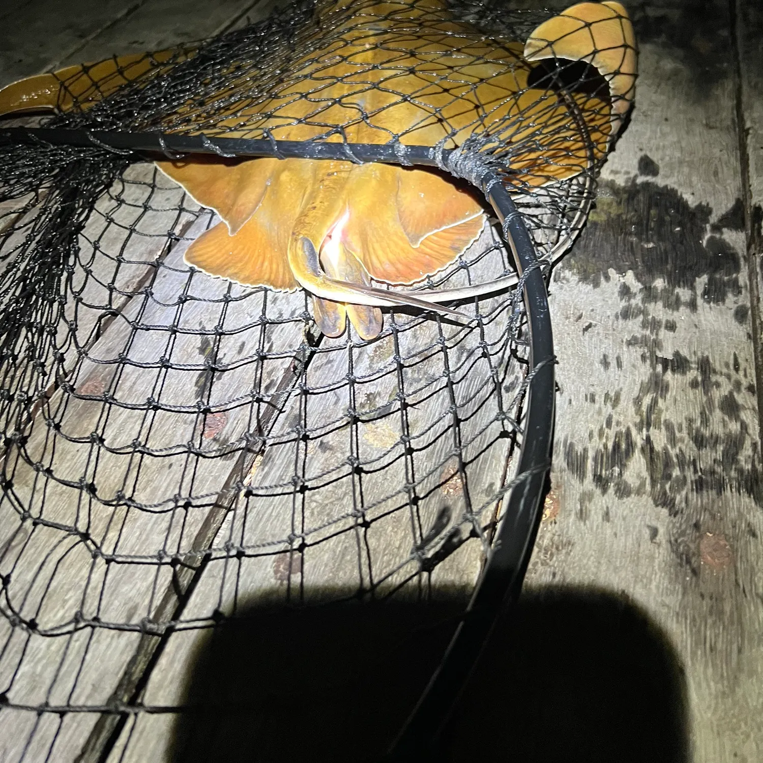 The most recent Australian bull ray catches on Fishbrain