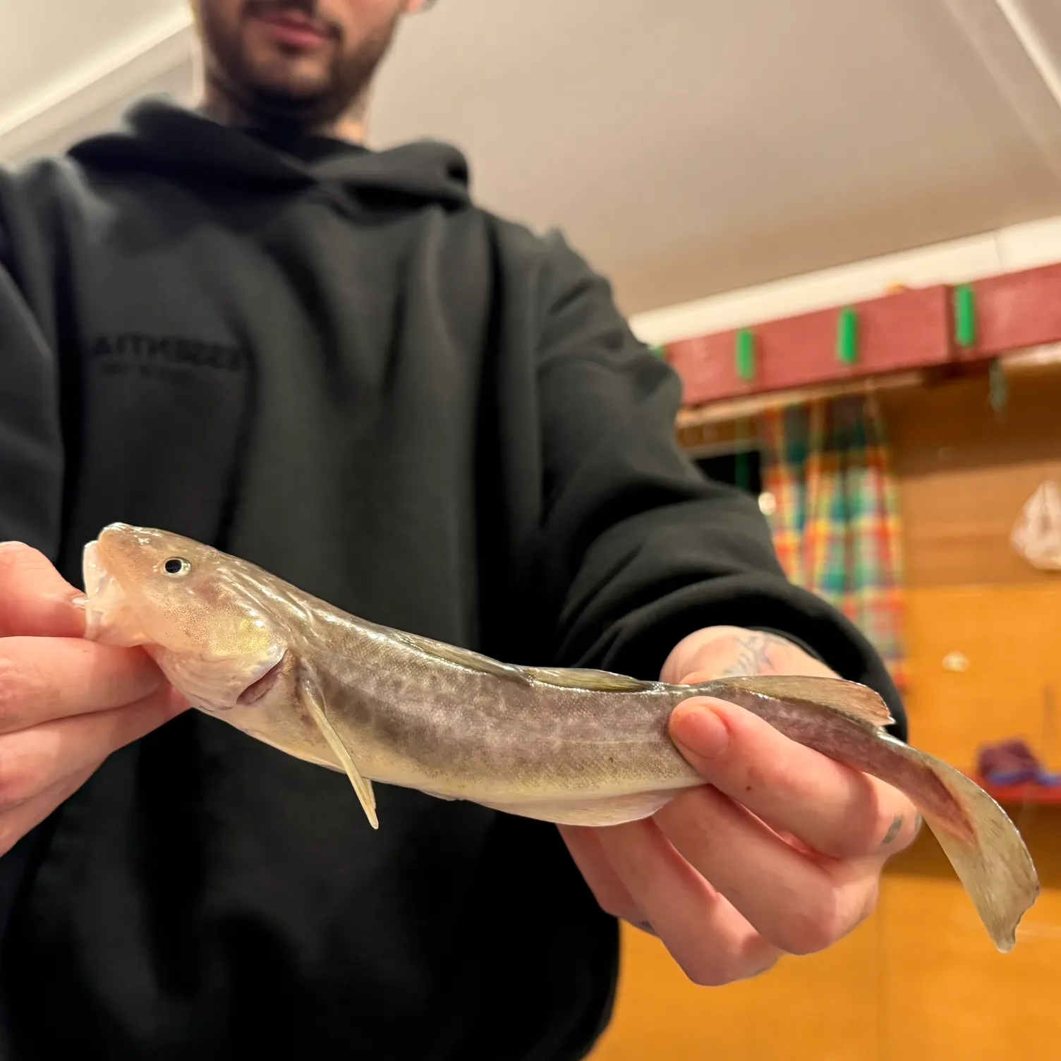 The most recent Atlantic tomcod catches on Fishbrain