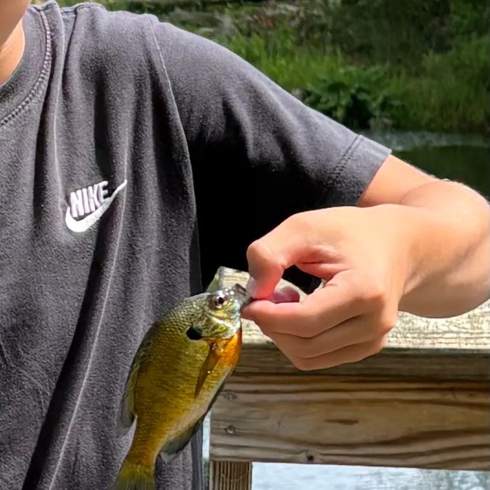 Bluegill caught on Fishbrain