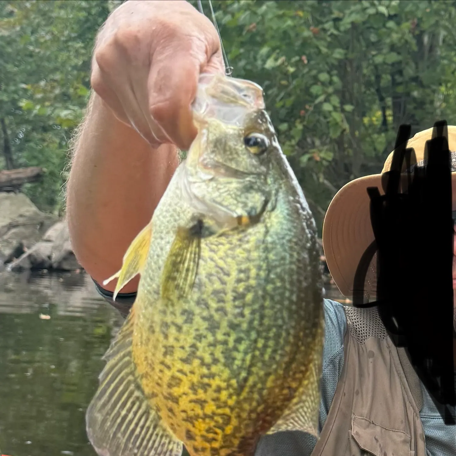 Black crappie caught on Fishbrain