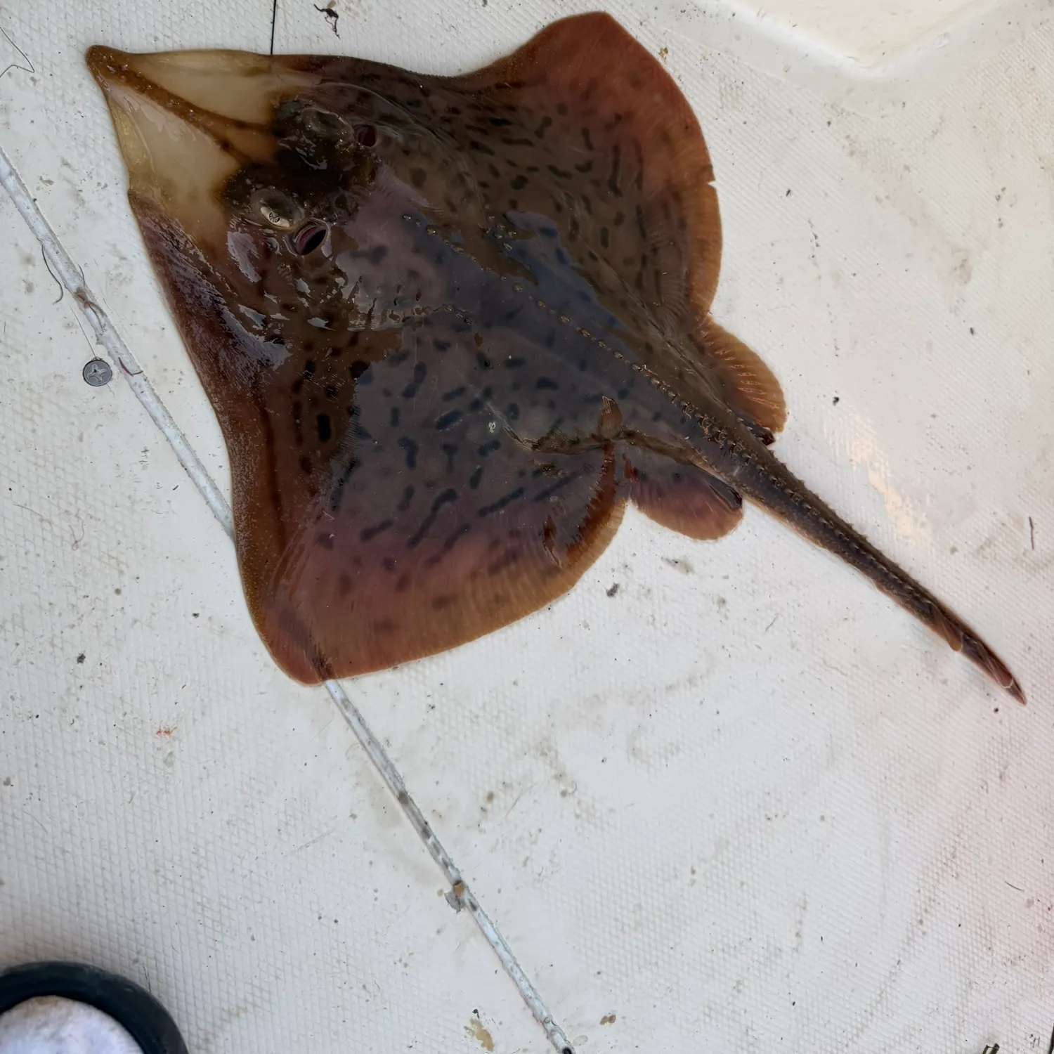 The most recent Blue skate catches on Fishbrain