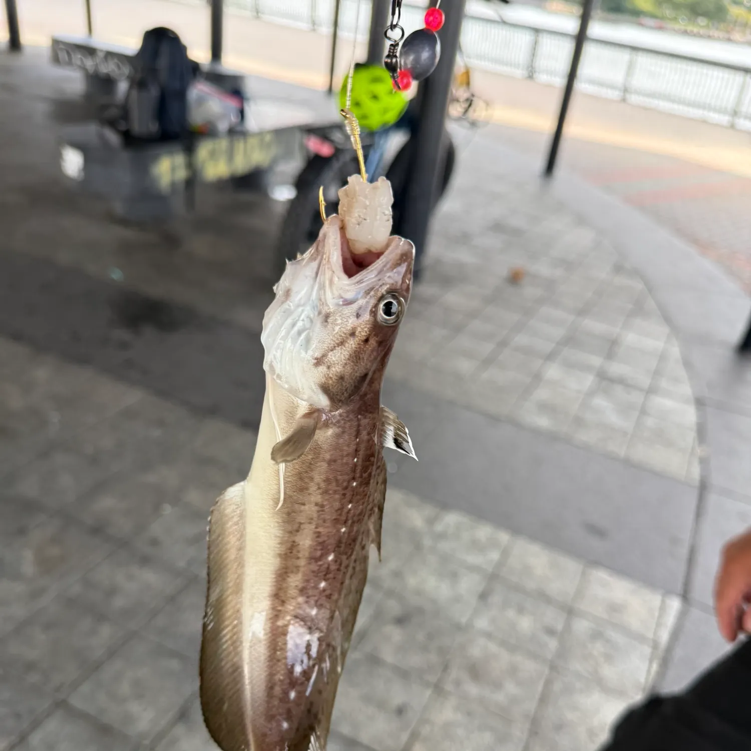 Lingcod caught on Fishbrain
