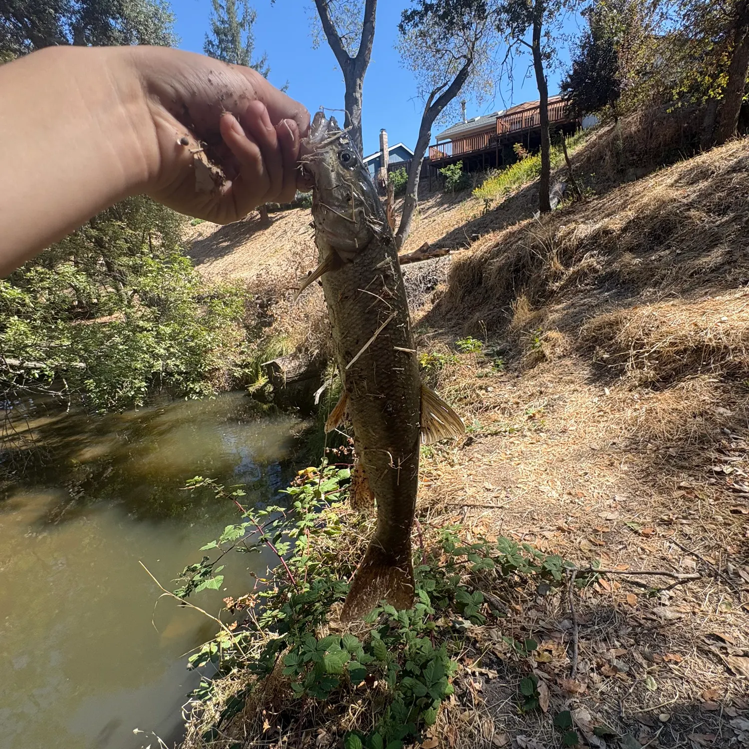 Sacramento pikeminnow caught on Fishbrain