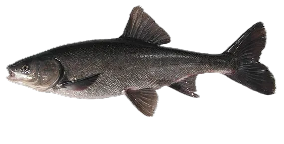 Sacramento blackfish