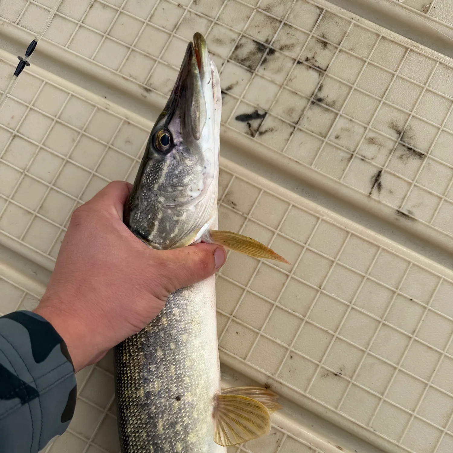Northern pike caught on Fishbrain