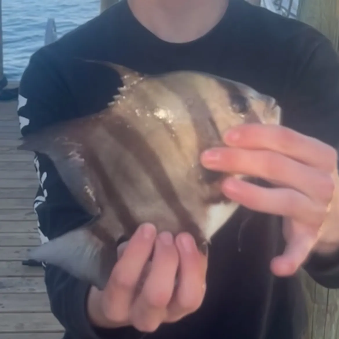 The most recent Atlantic spadefish catches on Fishbrain