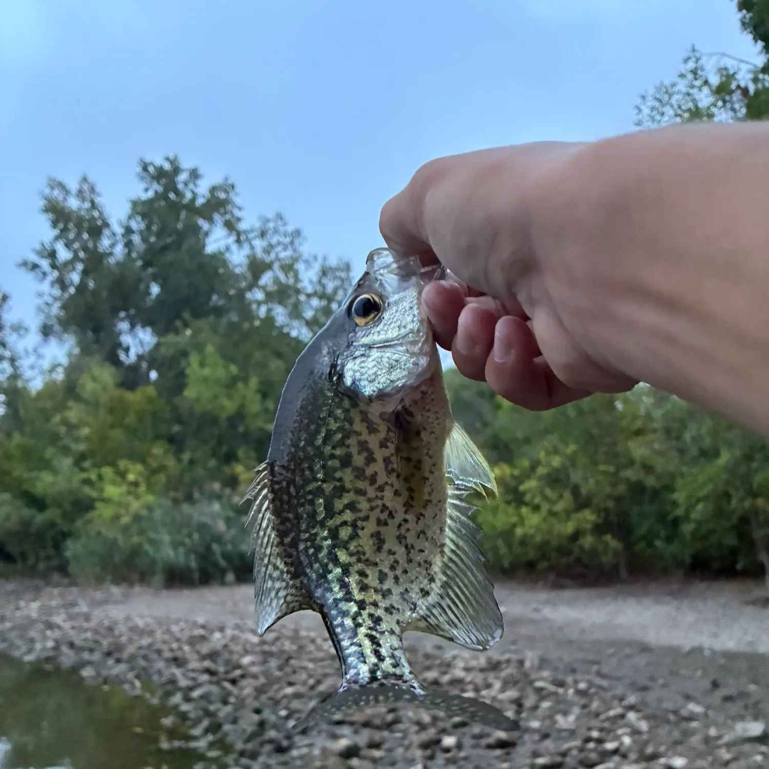 Black crappie caught on Fishbrain