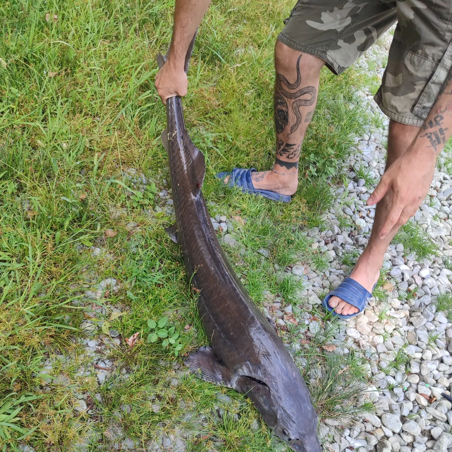 The most recent Green sturgeon catches on Fishbrain