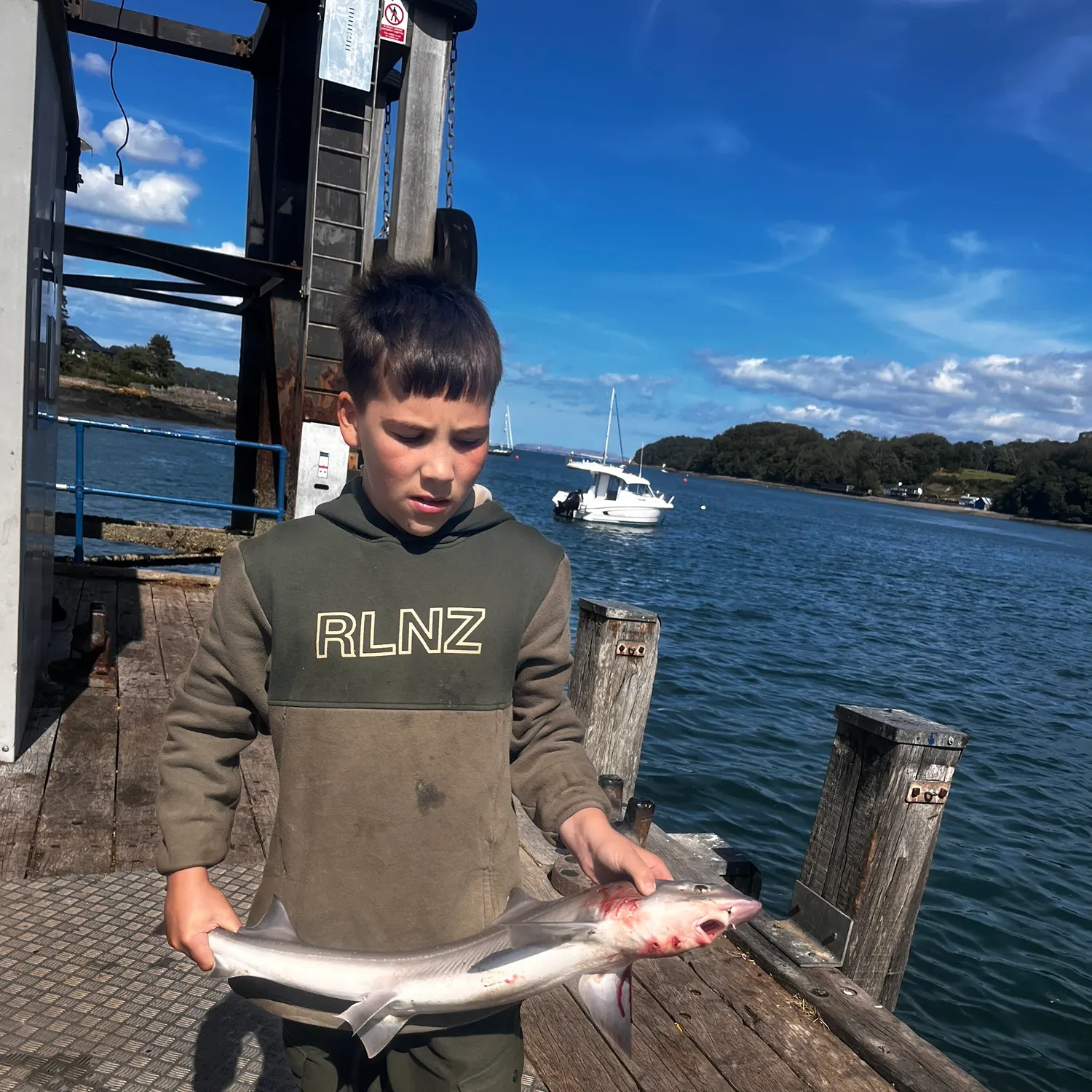 The most recent Starry smooth-hound catches on Fishbrain