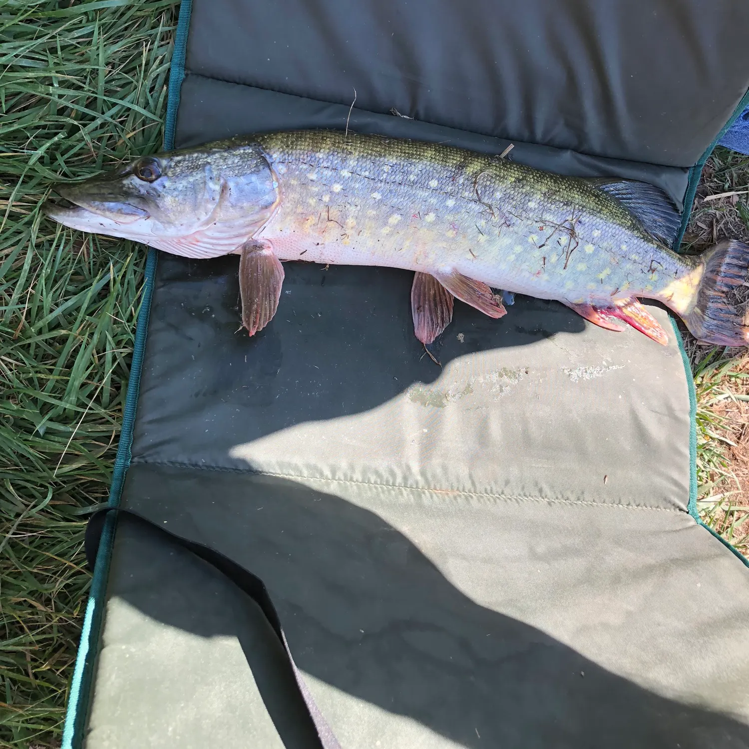 Northern pike caught on Fishbrain