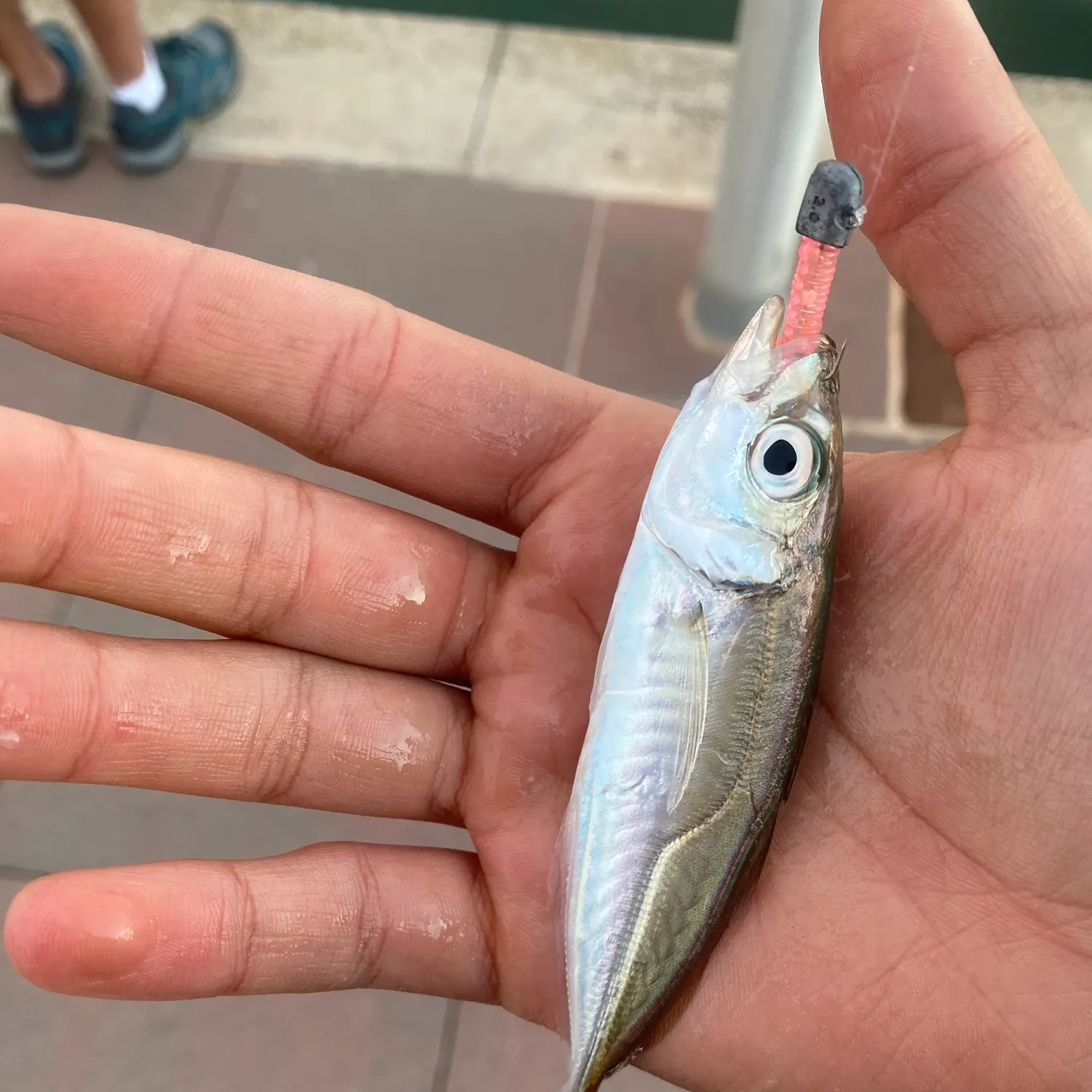 The most recent Mediterranean horse mackerel catches on Fishbrain
