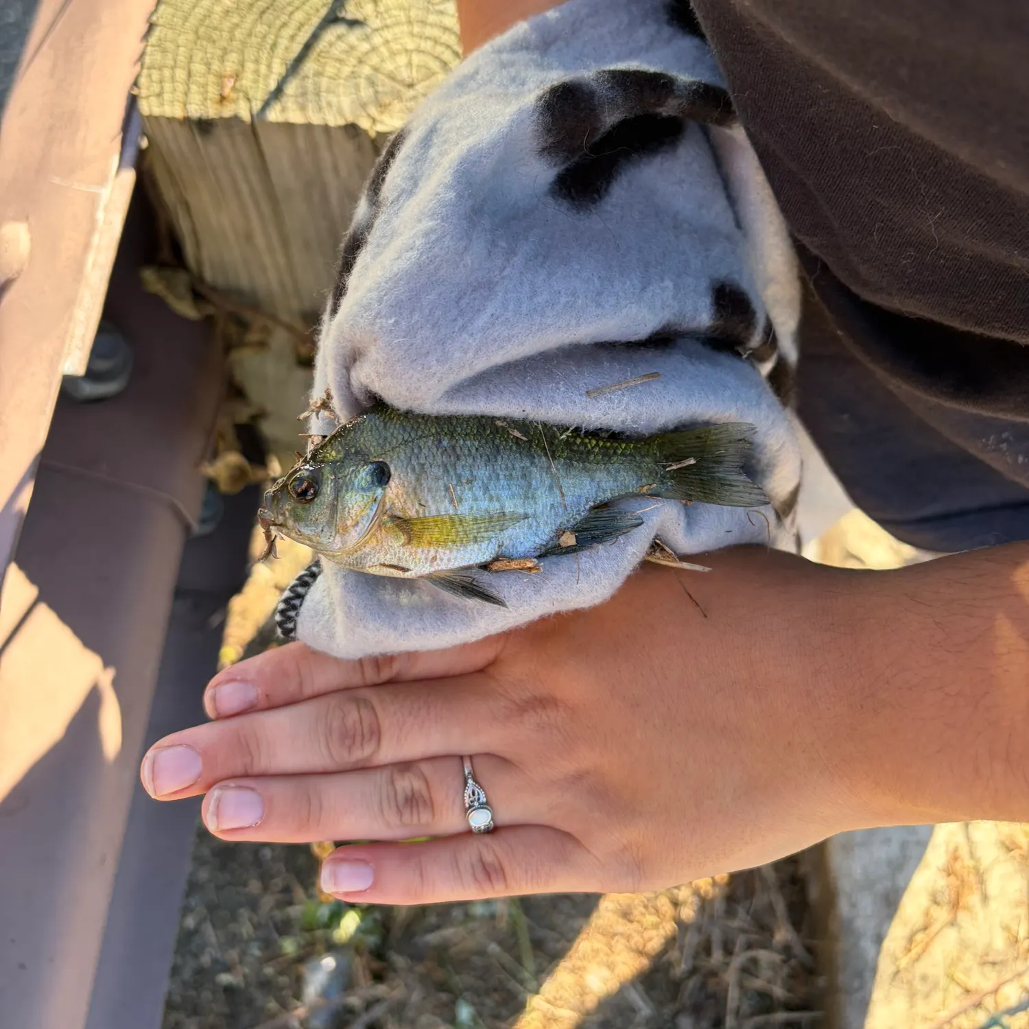 Bluegill caught on Fishbrain